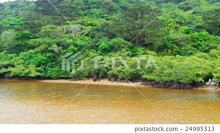 西表島河 西表島河 24995313