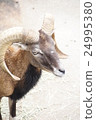 Mufflon 24995380