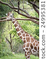 Giraffe 24995381