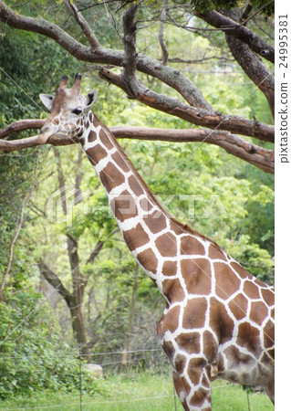 Giraffe 24995381