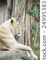 lion 24995383