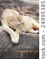 lion 24995385
