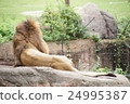 lion 24995387