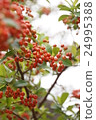 Southern 24995388