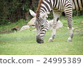 zebra 24995389