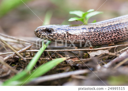 Slow Worm or Blind Worm, Anguis fragilis Slow Worm or Blind Worm, Anguis fragilis 24995515