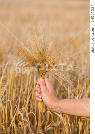 Wheat ears barley in the hand Wheat ears barley in the hand 24995524