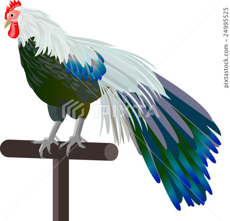 雞的插圖材料（根的年份） 24995525