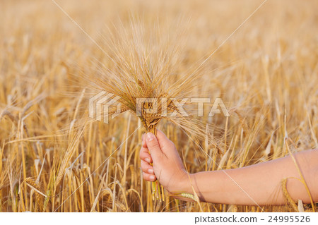 Wheat ears barley in the hand Wheat ears barley in the hand 24995526