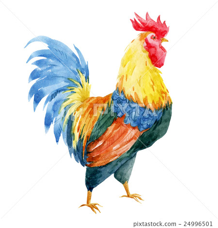 Watercolor cock rooster Watercolor cock rooster 24996501