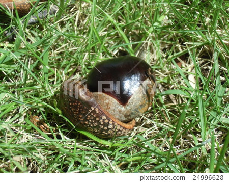  落下的成熟在昭和木頭的歐洲七葉樹的果子 24996628