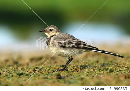 Young white wagtail Young white wagtail 24996885