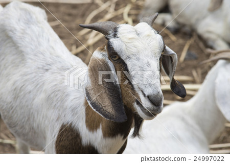 Close up face of goat, goat portrait 24997022
