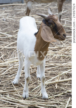 goat portrait, goat standing, smile of goat goat portrait, goat standing, smile of goat 24997024