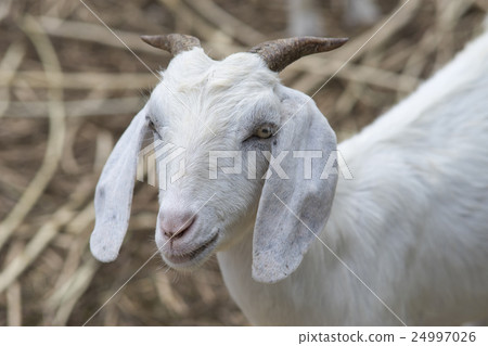 Close up face of white goat, goat portrait 24997026