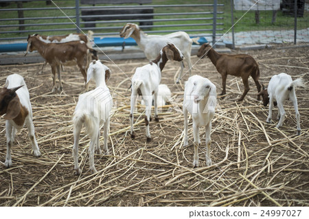 portrait of white goat standing among many goat 24997027