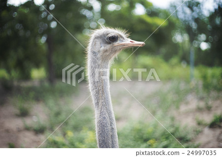 close up face of ostrich with blurred green forest 24997035