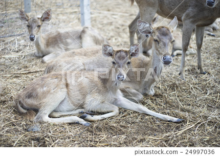 portrait of deer's laying on a dry grass floor 24997036