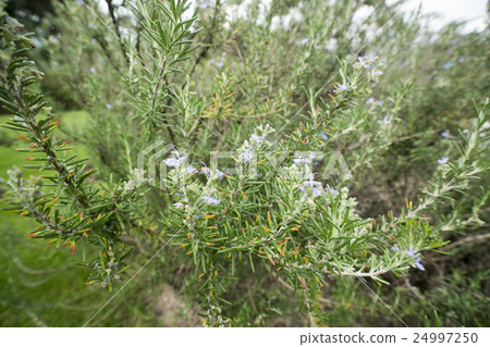 草本草迷迭香 24997250
