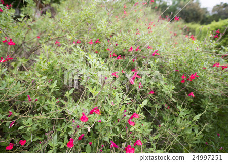 草本菠蘿鼠尾草 草本菠蘿鼠尾草 24997251