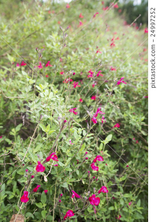 Herb grass pineapple sage 24997252