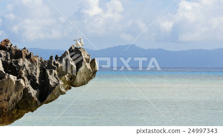 Seabird of Nishihama of Haterumajima 24997343