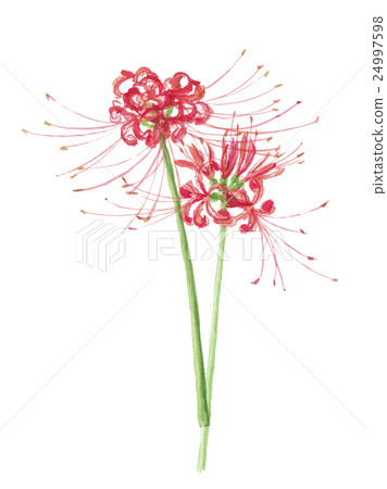 Higantarbana flowers 24997598