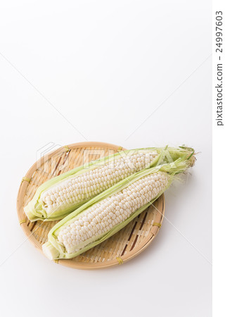 白玉米純白色 24997603