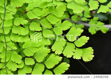 fern leaf in the garden fern leaf in the garden 24998399