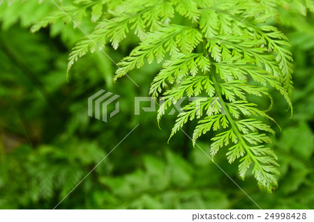 Fern leaf in the garden with area to insert text Fern leaf in the garden with area to insert text 24998428