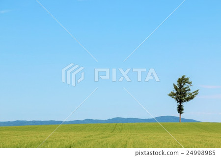 Blue sky of sunny Hokkaido Hill of fairy tale Blue sky of sunny Hokkaido Hill of fairy tale 24998985