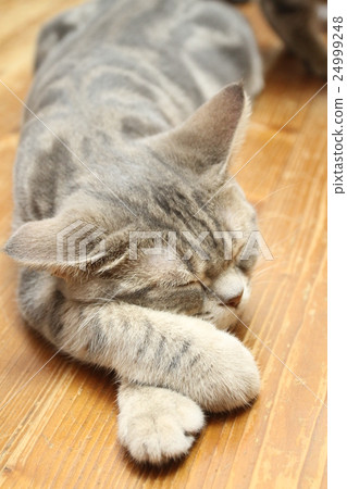 American Short Hair Blue Tabby Amezo 24999248