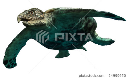 Archelon 24999650