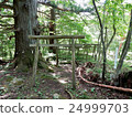 Kiki and Torii at the forest 24999703
