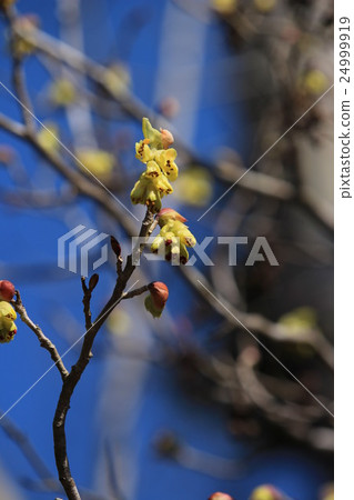 Toshi鐮刀 24999919