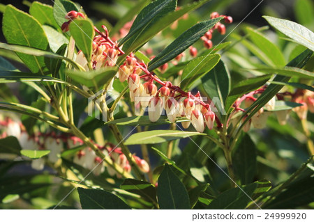 琉球Aebi 琉球Aebi 24999920