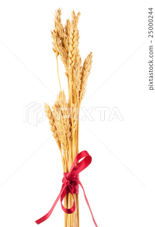 Ears of wheat tied with red ribbon Ears of wheat tied with red ribbon 25000244