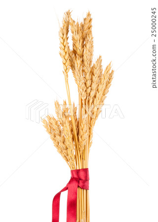 Ears of wheat tied with red ribbon Ears of wheat tied with red ribbon 25000245