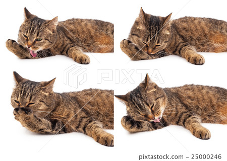 Domestic cat Domestic cat 25000246