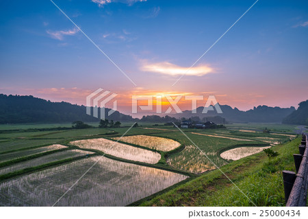 Early morning Tamimuso Early morning Tamimuso 25000434