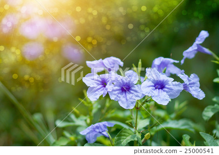 Purple flowers bloom in the morning. 25000541