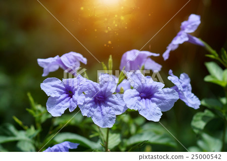 Purple flowers bloom in the morning. 25000542