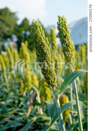 Sorghum or Millet field 25000576