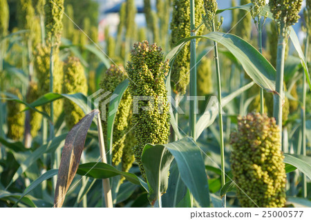 Sorghum or Millet field 25000577