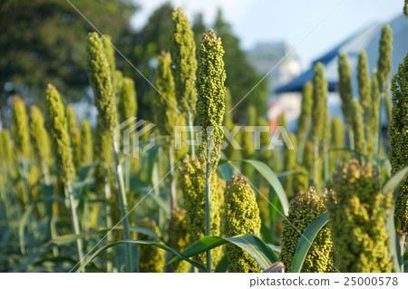Sorghum or Millet field 25000578