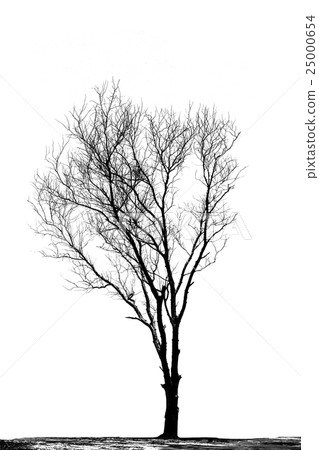 Silhouettes of dead trees. Silhouettes of dead trees. 25000654