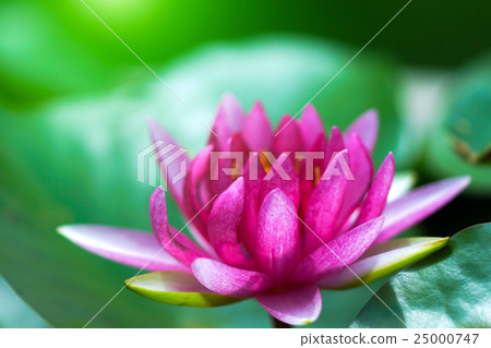 Beautiful waterlily Hybrid flower. Beautiful waterlily Hybrid flower. 25000747
