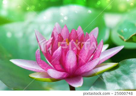 Beautiful waterlily Hybrid flower. Beautiful waterlily Hybrid flower. 25000748