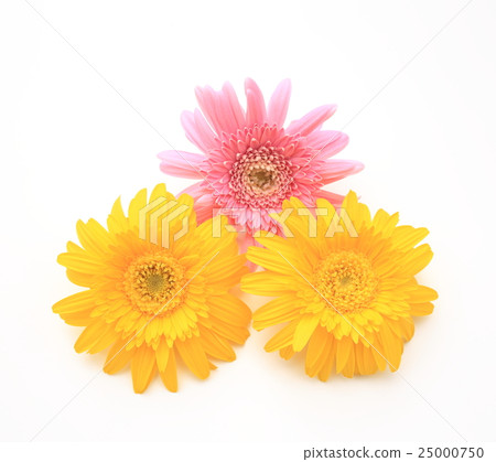 雛菊 雛菊 25000750