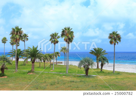 Palm tree of Shichirigamihama interactive contact beach Palm tree of Shichirigamihama interactive contact beach 25000782